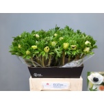 Anemone Ülane Marianne Panda