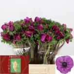 Anemone Ülane mistral plus Fuchsia
