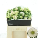 Anemone Ülane mistral plus White 40-45cm