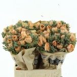 Anemone powder apricot