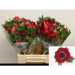 Anemone Ülane Galil Red 40cm