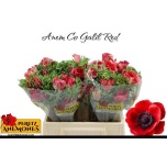 Anemone Ülane Galil Red 40cm