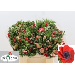 Anemone Ülane Galil Red 40cm
