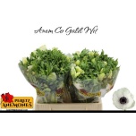 Anemone Ülane valge