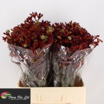 Anigozanthos Kängurukäpp Early Spring 60cm