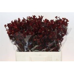 Anigozanthos Kängurukäpp Bush Ruby 60cm