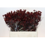 Anigozanthos Kängurukäpp Bush Ruby 60cm