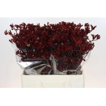 Anigozanthos Kängurukäpp Bush Ruby 60cm