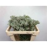 Anigozanthos Kängurukäpp Bush Diamond 50cm