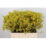 Anigozanthos Kängurukäpp Bush Down 60cm