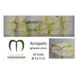 Anthurium Flamingolill Acropolis