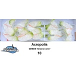 Anthurium Flamingolill Acropolis
