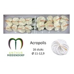 Anthurium Flamingolill Acropolis