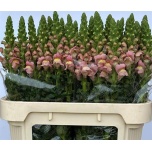 Antirrhinum Lõvilõug Antibes Pink 75cm