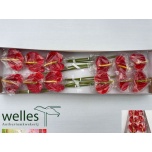 Anthurium Flamingolill Arena