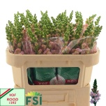 Antirrhinum Lõvilõug Avignon Pink 70-75cm