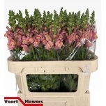 Antirrhinum Lõvilõug Avignon Pink 70-75cm