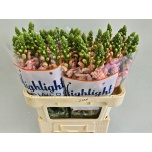 Antirrhinum Lõvilõug Avignon Pink 75cm