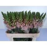 Antirrhinum Lõvilõug Avignon Pink 75cm