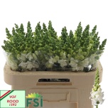Antirrhinum Lõvilõug Avignon White imp 65cm