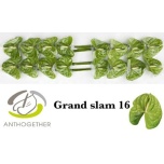Anthurium Flamingolill Grand Slam