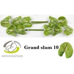 Anthurium Flamingolill Grand Slam