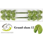 Anthurium Flamingolill Grand Slam