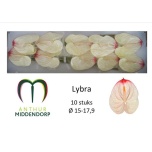 Anthurium Flamingolill Lybra