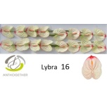 Anthurium Flamingolill Lybra