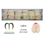 Anthurium Flamingolill Lybra