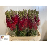 Antirrhinum Lõvilõug 80cm Mary Red
