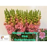 Antirrhinum Lõvilõug do Madame Butterfly Pink 70cm