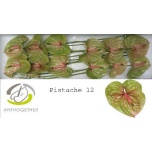 Anthurium Flamingolill Pistache