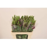 Antirrhinum Lõvilõug 60cm Poto Crimson