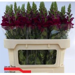 Antirrhinum Lõvilõug Poto Crimson 75cm