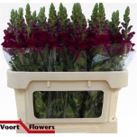 Antirrhinum Lõvilõug Poto Crimson 75cm
