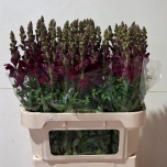 Antirrhinum Lõvilõug Poto Crimson 80cm