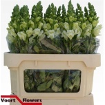 Antirrhinum Lõvilõug Poto Ivory White 75cm
