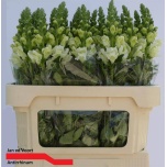 Antirrhinum Lõvilõug Poto Ivory White 75cm