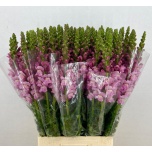 Antirrhinum Lõvilõug Poto Lavender 70cm