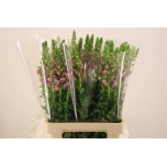 Antirrhinum Lõvilõug Poto Lavender 70cm