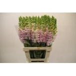 Antirrhinum Lõvilõug Poto Lavender 80cm