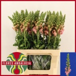 Antirrhinum Lõvilõug Poto Pink 70cm