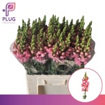 Antirrhinum Lõvilõug Poto Pink 70cm
