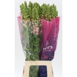 Antirrhinum Lõvilõug Poto Pink 80cm