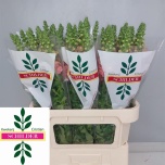 Antirrhinum Lõvilõug Poto Pink 80cm