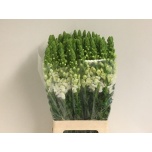 Antirrhinum Lõvilõug Poto White 70cm