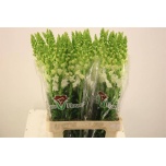 Antirrhinum Lõvilõug Poto White 75cm