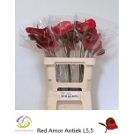 Anthurium Flamingolill Red Amor