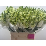 Antirrhinum Lõvilõug Rosalina White 80cm